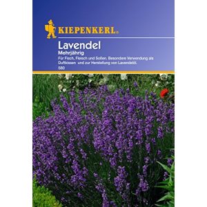 Lavendel-Samen Kiepenkerl Lavendel, ‘mehrjährig’