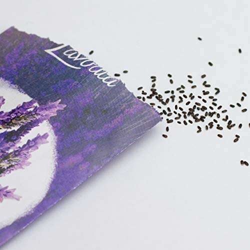 Lavendel-Samen LAVODIA Lavendel Samen: für ca. 100 Pflanzen