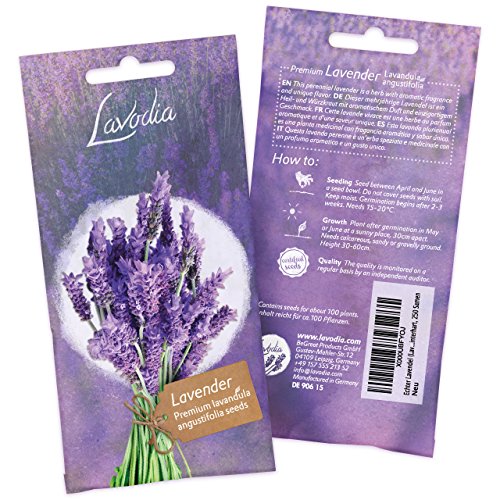 Die beste lavendel samen lavodia lavendel samen fuer ca 100 pflanzen Bestsleller kaufen