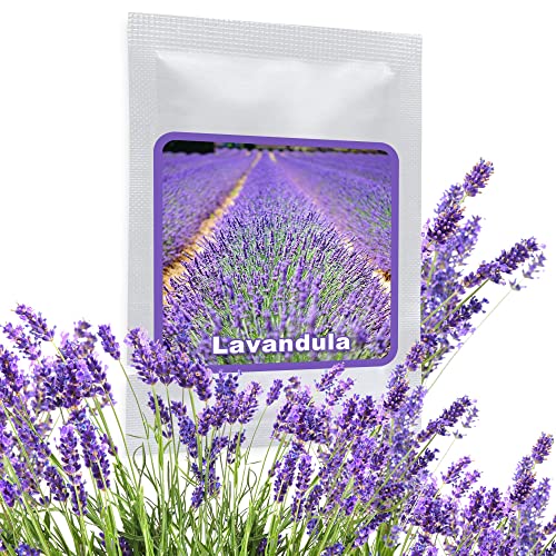 Die beste lavendel samen magic of nature echter lavendel ca 150 samen Bestsleller kaufen