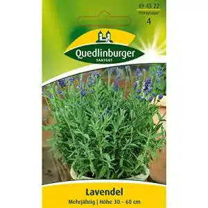 Lavendel-Samen Quedlinburger Lavendel mehrjährig, 1 Tüte