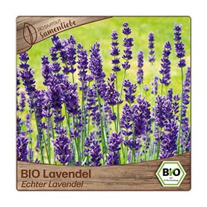 Lavendel-Samen Samenliebe BIO Lavendel Samen alte Sorte