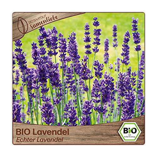 Die beste lavendel samen samenliebe bio lavendel samen alte sorte Bestsleller kaufen