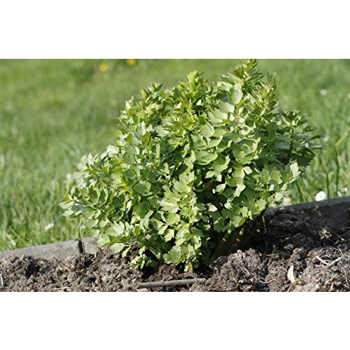 Liebstöckel Herba Organica Blätter Maggikraut, 100g