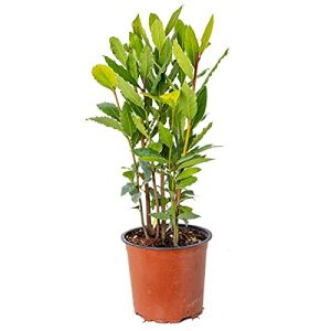Lorbeer-Pflanze Bloomique Lorbeer, Laurus nobilis, ⌀15 cm
