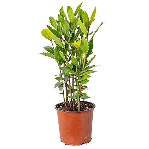 Die beste lorbeer pflanze bloomique lorbeer laurus nobilis e28c8015 cm Bestsleller kaufen