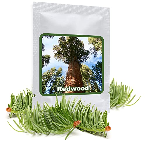 Die beste mammutbaum samen magic of nature 25 samen redwood Bestsleller kaufen