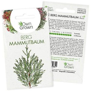 Mammutbaum-Samen OwnGrown, für 5 Bonsai Pflanzen