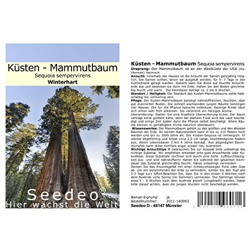 Mammutbaum-Samen Seedeo ® Anzuchtset Küsten, 70 Samen