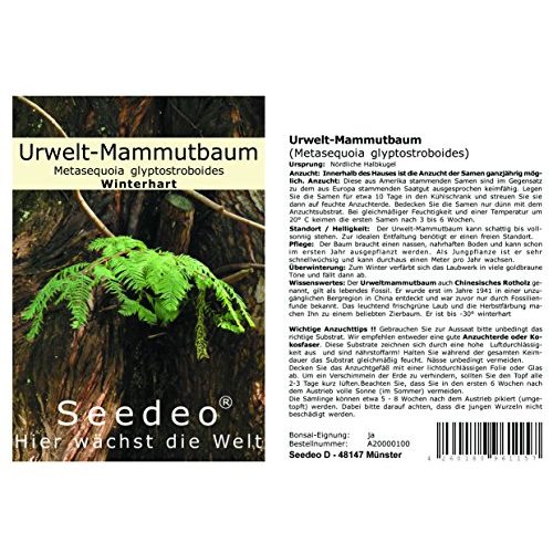 Mammutbaum-Samen Seedeo Urwelt-Mammutbaum, 200 Samen