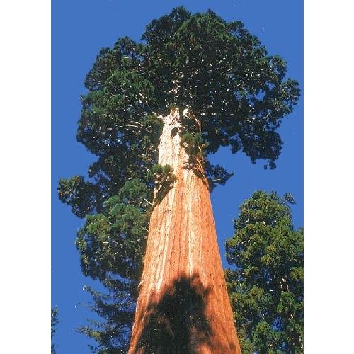 Die beste mammutbaum samen tropica berg mammutbaum 50 samen Bestsleller kaufen