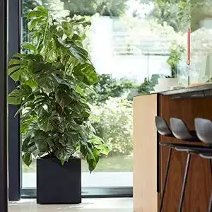 Monstera-Pflanze BAKKER Monstera pertusum XL inkl Moosstab
