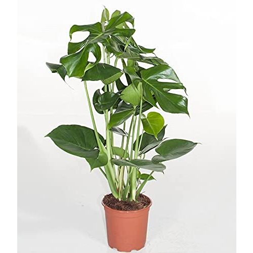 Monstera-Pflanze BALDUR Garten Monstera, ca. 60-70 cm hoch