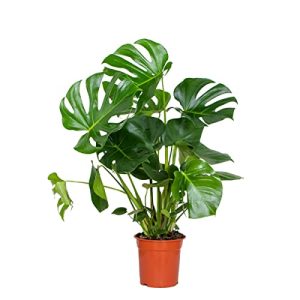Monstera-Pflanze Bloomique Lochpflanze ‘Deliciosa’, 70-80 cm