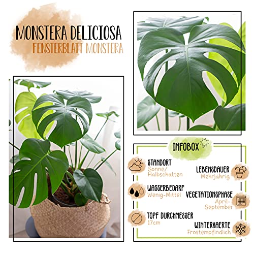 Monstera-Pflanze PLANT NATURES Lieferhöhe: 70-80 cm
