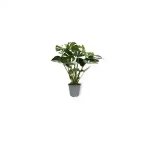 Monstera-Pflanze WL PLANTS 1x Monstera Deliciosa, +/- 70cm