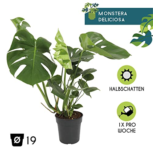 Monstera-Pflanze WL PLANTS 1x Monstera Deliciosa, +/- 70cm