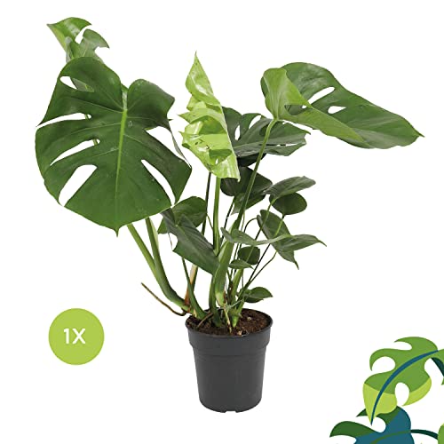 Monstera-Pflanze WL PLANTS 1x Monstera Deliciosa, +/- 70cm