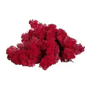 Moos sphagnum-shop.com Echt Deko Rentierflechte Purpur 500 gr