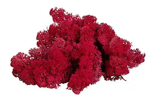 Moos sphagnum-shop.com Echt Deko Rentierflechte Purpur 500 gr