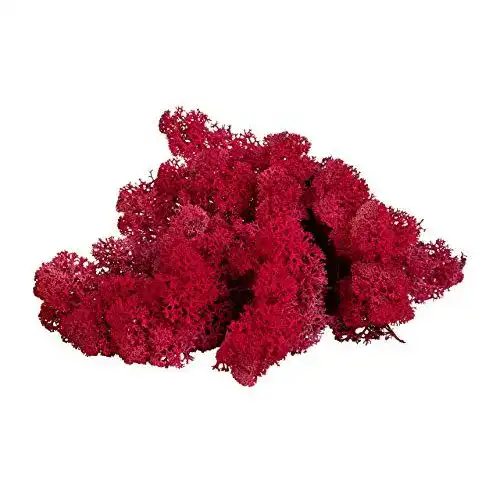 Moos sphagnum-shop.com Echt Deko Rentierflechte Purpur 500 gr
