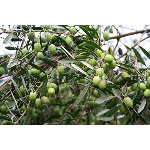 Olivenbaum-Dünger Konfitee Olivenbaum Dünger 1000 ml