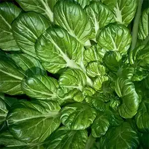 Pak-Choi-Samen