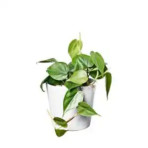 Philodendron scandens
