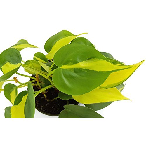 Philodendron scandens Fangblatt Limonengrüner Baumfreund
