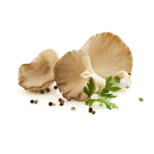 Pilzkultur Hawlik Pilzbrut, Austern Zuchtset zum selber züchten