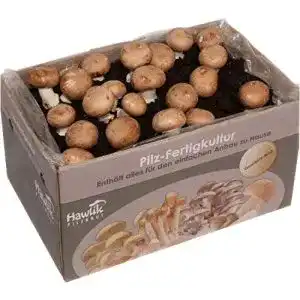 Pilzkultur