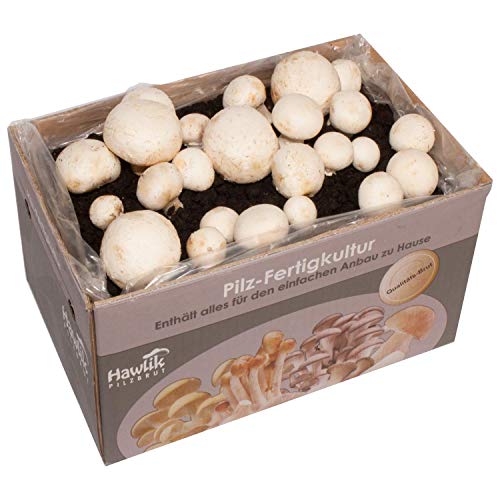 Die beste pilzkultur hawlik pilzbrut weisse champignon pilzzucht set Bestsleller kaufen