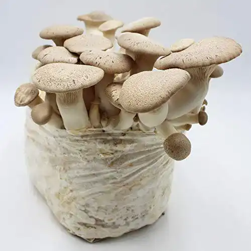 Pilzkultur Pilzmännchen Bio Kräuterseitling Pilzzuchtkultur klein