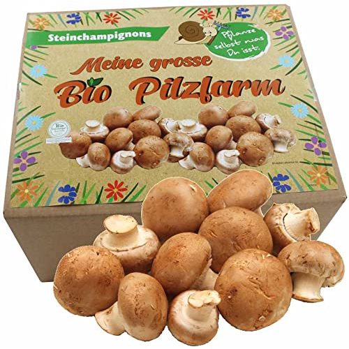 Die beste pilzkultur pilzmaennchen xxl bio steinchampignon 10 kg Bestsleller kaufen