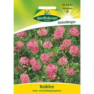 Rotklee-Samen