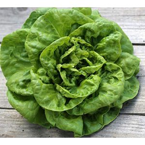 Salat-Samen prademir 250 x Samen Salat”Kagraner Sommer”