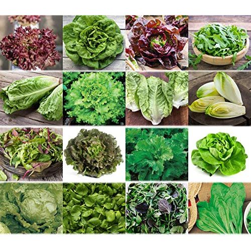 Die beste salat samen prademir salate saat 16 x 100 saatgut salat mix Bestsleller kaufen