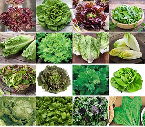 Die beste salat samen prademir salate saat 16 x 100 saatgut salat Bestsleller kaufen