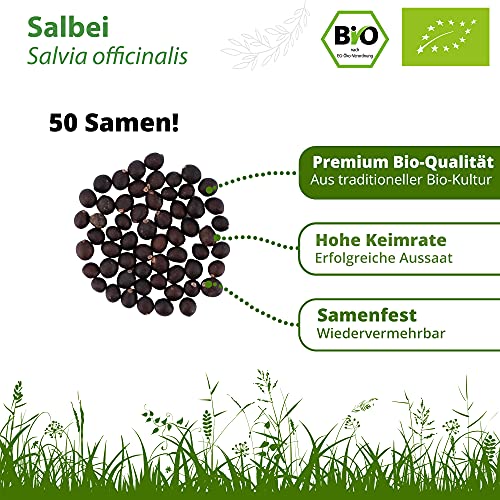 Salbei-Samen Little Plants BIO-Salbeisamen, Salvia officinalis