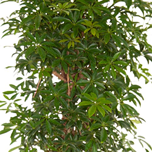 Schefflera botanicly, Kleine Strahlenaralie, Höhe: 100 cm