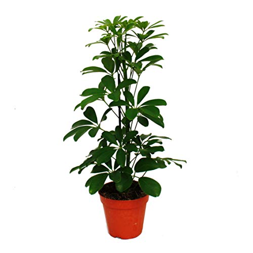 Schefflera exotenherz, Strahlenaralie Duo, 12cm Topf, 2 Pflanzen