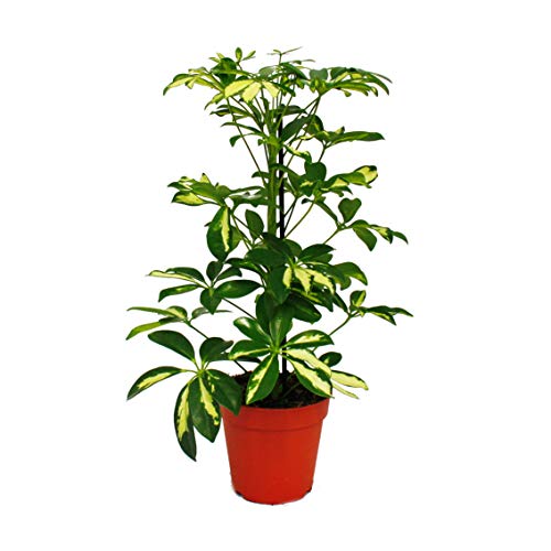 Schefflera exotenherz, Strahlenaralie Duo, 12cm Topf, 2 Pflanzen
