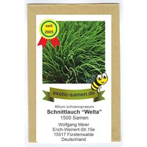 Schnittlauch-Samen exotic-samen Schnittlauch Welta, 1500 Samen