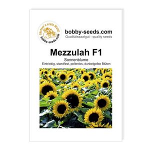 Sonnenblumen-Samen Gärtner’s erste Wahl! bobby-seeds.com