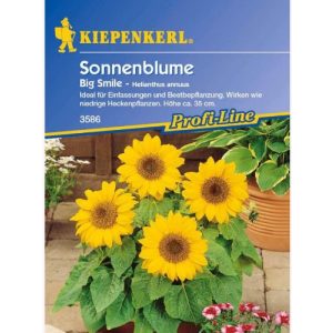 Sonnenblumen-Samen Kiepenkerl Helianthus annuus, niedrig