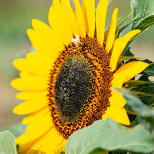Sonnenblumen-Samen