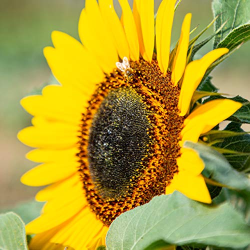 Sonnenblumen-Samen OwnGrown, Gelber Diskus