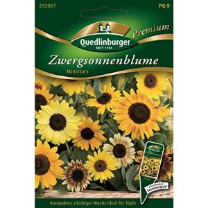 Sonnenblumen-Samen Quedlinburger, Zwergsonnenblumen