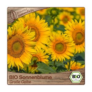 Sonnenblumen-Samen Samenliebe, 100 Samen, BIO