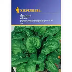 Spinat-Samen